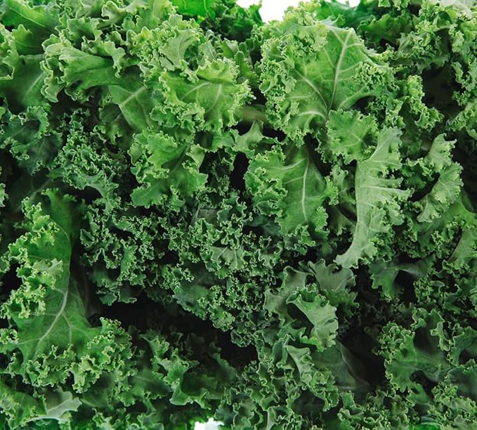 Dwarf Siberian Kale Seeds for Planting – Plant & Grow Heirloom Non-GMO Dwarf Siberian Kale in Home Outdoor Vegetable Garden, Brassica Napus – 3 Packets
