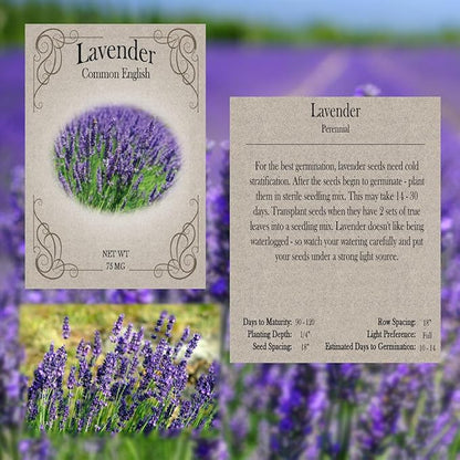 Herb Seed Pack Collection - 12 Varieties Including Basil, Parsley, Rosemary, Dill, Chives, Garlic Chives, Oregano, Mustard, Thyme, Cilantro, Sage & Lavender - Great for Gardening & Cooking