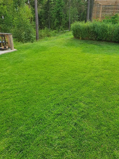 Creeping Red Fescue Lawn Grass Seeds, 1 Pound