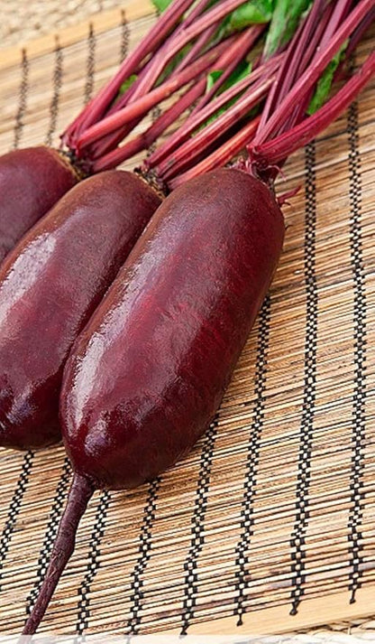 Seeds Beet Long Beetroot Dark Rival Red Non GMO Vegetable for Planting