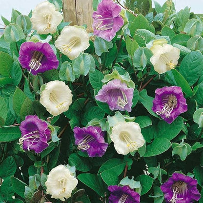 Outsidepride Mix Cobea Cup and Saucer Vine Seeds - 100 Pcs Perennial Climbing Vine Flower Seeds with Lush Foliage & Large Flowers That Attract Pollinators, for Fences, Trellises, or Walls