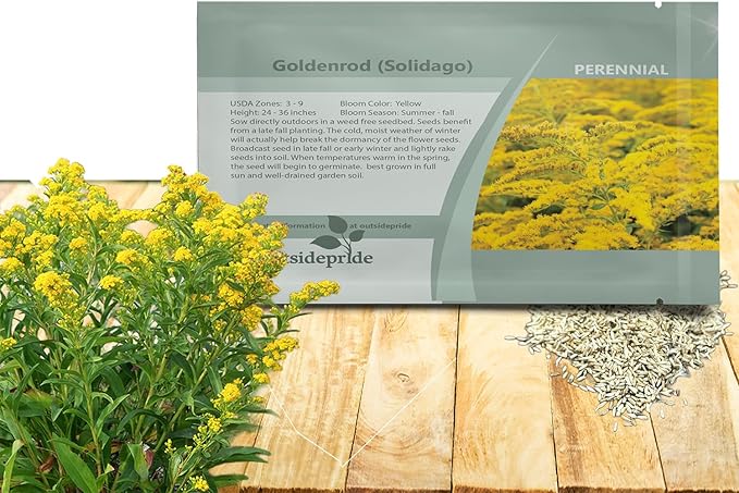 Outsidepride 10000 Seeds Perennial Solidago Stiff Goldenrod Flower Seeds for Planting