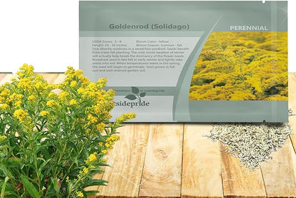 Outsidepride 10000 Seeds Perennial Solidago Stiff Goldenrod Flower Seeds for Planting