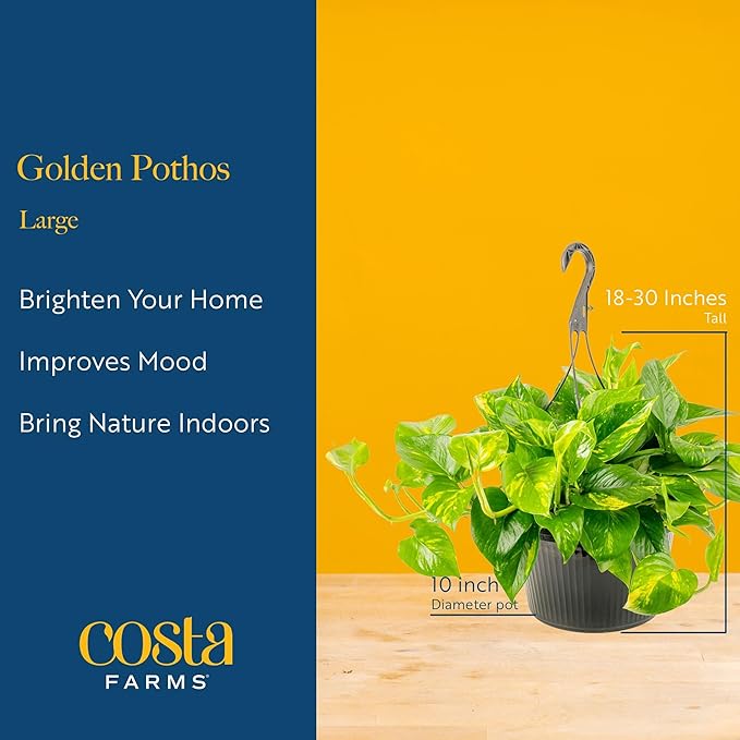 Costa Farms Pothos Live Plant, Devil's Ivy in Hanging Basket Pot, Easy to Maintain, Large Air Purifying Indoor Houseplant, Home, Room, or Office Decor, House Warming or Birthday Gift