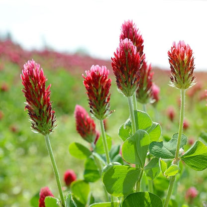 Annual Crimson Clover Seeds, 2 lbs, Trifolium Incarnatum Seeds for Lawn Alternative, Attracts Pollinators, Nitrocoated and Inoculated