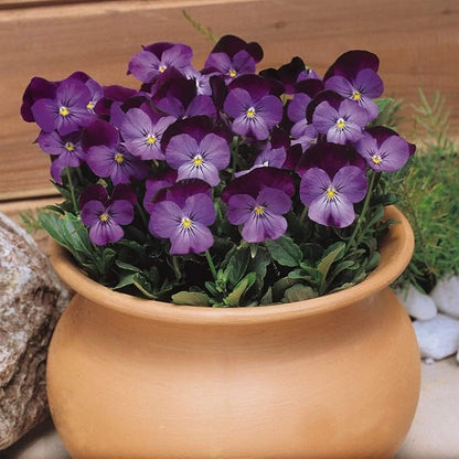 Outsidepride Admiration Viola Pansy Seeds for Planting - 2000 Pcs. Perennial, Cold-Hardy & Pollinator Friendly Flowers with Fragrant Blooms for Garden Beds, Borders & Container Displays