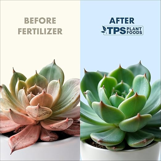 Succulent Plant Food – Gentle Liquid Fertilizer for Succulents & Cactus, 8 oz