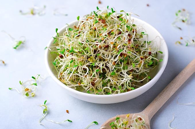 Todd’s Seeds - Alfalfa Sprouting Seeds - Easy to Grow - Fast Growing Seeds with High Sprout Germination (One Pound)