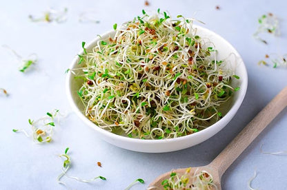 Todd’s Seeds - Alfalfa Sprouting Seeds - Easy to Grow - Fast Growing Seeds with High Sprout Germination (One Pound)