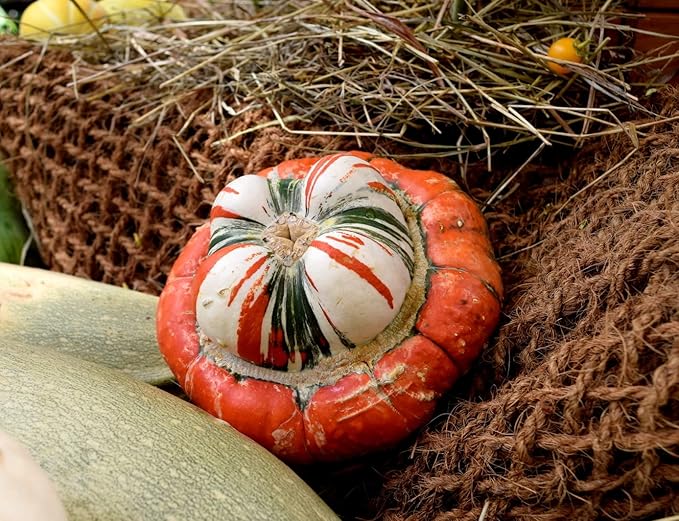 Pumpkin Turk’s Turban 10 Seeds Ornamental Decorative Turban Squash Mushroom Pumpkin Gourd Non-GMO