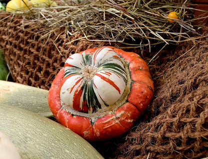 Pumpkin Turk’s Turban 10 Seeds Ornamental Decorative Turban Squash Mushroom Pumpkin Gourd Non-GMO