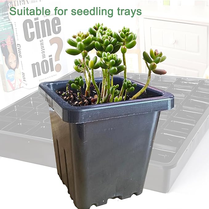 2 Inch Square Plant Nursery Pots (Black+Clear),50Pcs Seedling Planter Seed Starter Pots,Sturdy Small Plastic Pots with Drainage Holes