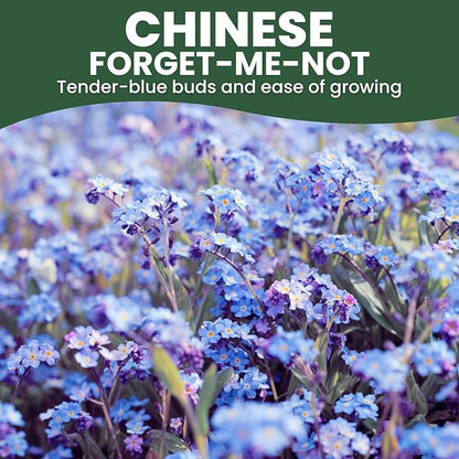Chinese Forget Me Not – 800 Seeds for Planting – 2026 Season – 5 Grams