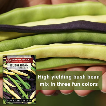 Sow Right Seeds - Bulk Mixed Tricolor Bean Seeds for Planting - 2 Ounce, 170 Seeds - Non-GMO Heirloom Jumbo Pack with Instructions to Plant a Home Vegetable Garden - Grow Loads of Colorful Beans (1)