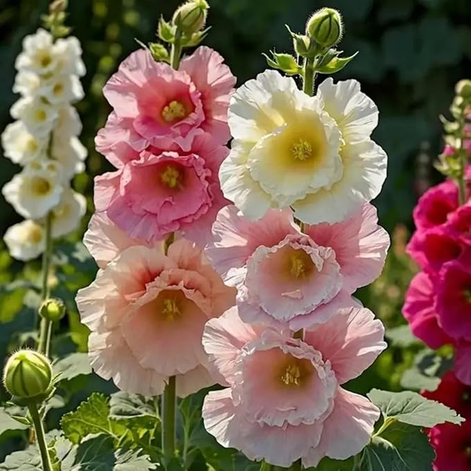 300+ Double Hollyhock Seeds for Planting - Giant Mixed Hollyhock Flowers Seed Perennial Outdoor Home Garden Flower Attracts Pollinators