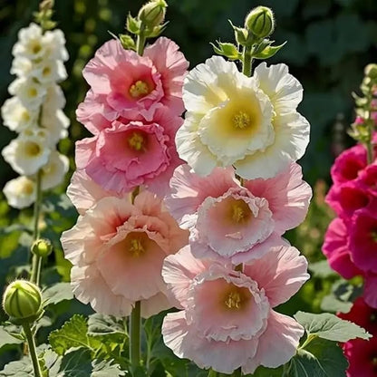 300+ Double Hollyhock Seeds for Planting - Giant Mixed Hollyhock Flowers Seed Perennial Outdoor Home Garden Flower Attracts Pollinators