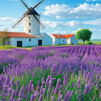 20000+ Lavender Seeds Bulk- Non GMO Premium English Lavender Seeds for Planting Outdoors or Intdoors, 2026 Wildflower Seed Grow Fragrant Gardens, DIY Essential Oils, Perfect for Home Gardeners, Gifts