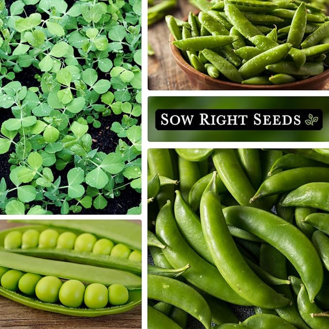 Sow Right Seeds - Bulk Sugar Snap Pea Seeds for Planting - 2 Ounce, 225 Seeds - Non-GMO Heirloom Jumbo Pack with Instructions to Plant a Home Vegetable Garden - Enjoy a Cool Season Bountiful Harvest