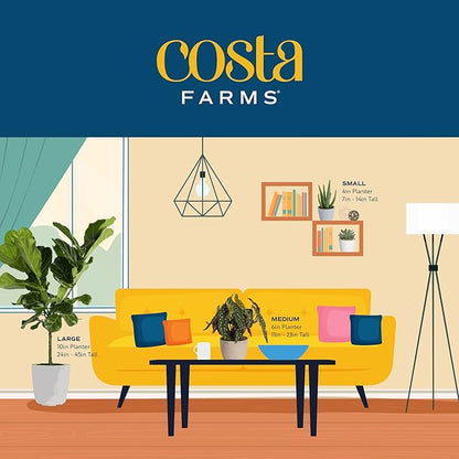 Costa Farms Pothos Live Plants, Devil's Ivy in Plastic Pots, Easy to Maintain, Air Purifying Indoor Houseplants, Home, Room, or Office Decor, House Warming Gift, 8-12 Inches Tall, Pack of 4