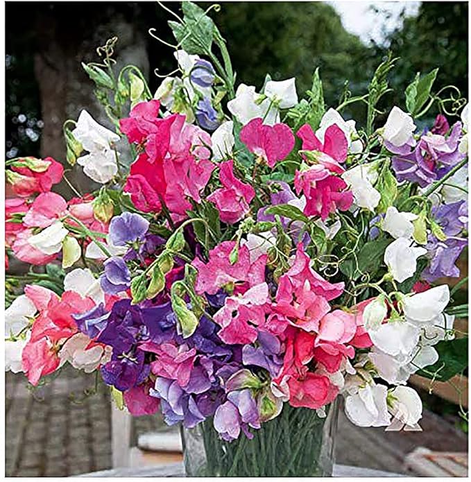 Dwarf Bijoux Sweet Pea Mixed Seeds - Approximately 65 Seeds…