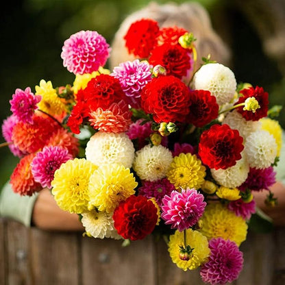 Seeds Dahlia Pompon Mix Annual Flowers