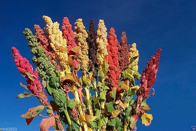 Chenopodium quinoa plant Seeds- Rainbow -Hot pink Red,Orange,Yellow,White,Green