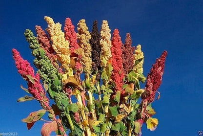 Chenopodium quinoa plant Seeds- Rainbow -Hot pink Red,Orange,Yellow,White,Green