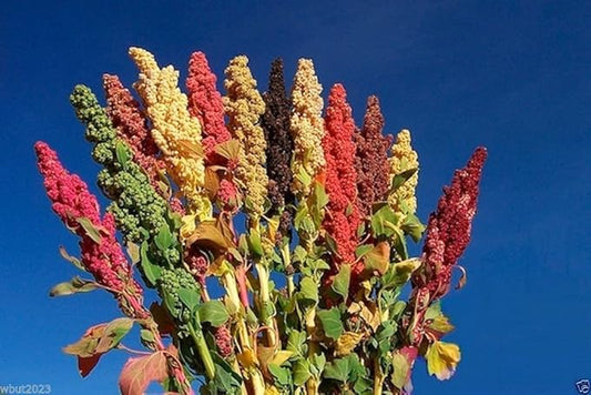 Chenopodium quinoa plant Seeds- Rainbow -Hot pink Red,Orange,Yellow,White,Green