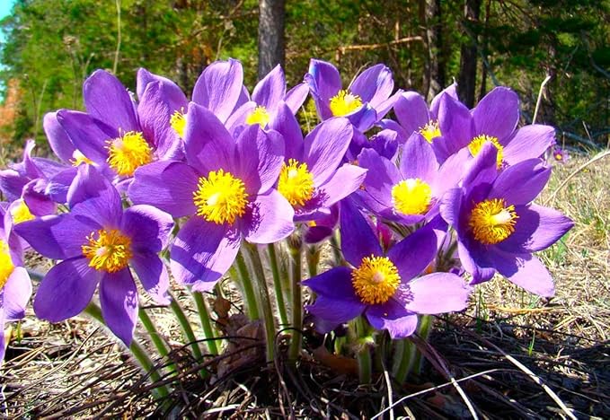 Seeds Eastern Pasqueflower 30 Seeds for Planting Prairie Crocus Perennial Plant