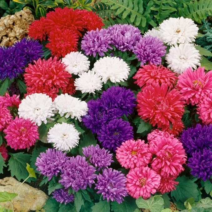 Seeds Aster Dwarf Mix Annual Garden Flowers for Planting