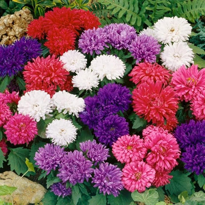 Seeds Aster Dwarf Mix Annual Garden Flowers for Planting