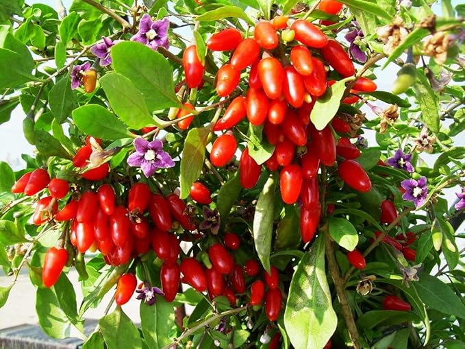 TomorrowSeeds - Goji Berry Tree Seeds - 600+ Count - for 2026 Planting Lycium Chinense Superfood Wolfberry Asian Wellness Red Flowering Edible Perennial Fruit Trees Perennial Grow Your Own Home Farm