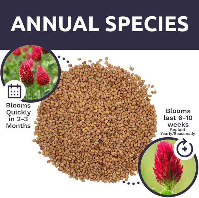 Crimson Clover Seeds – Bulk Quarter Pound Bag – Over 20,000 Open Pollinated Non-GMO Seeds – Trifolium incarnatum