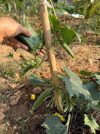 20+ Vietnamese Hybrid Smooth Luffa; Hạt giống mướp hương xanh lai F1; Mướp hương nụ 5 lá giống mướp sai quả Gourd Seeds - Dok - Hybrid