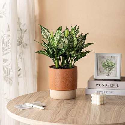 Self Watering Plant Pot: 6 Inch Ceramic Planter with Drainage Hole & Water Storage Plus - Flower Pot for Indoor & Outdoor Plants (Terracotta, Small)