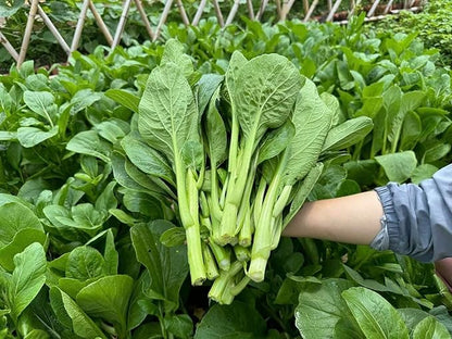 4000 Organic Choy Sum Seeds – Cải Ngồng – Yu Choy – Flowering Chinese Cabbage Seeds – Non-GMO, Heirloom, Made in USA - 99% Germination Rate, Vegetable for Yard & Garden Planting