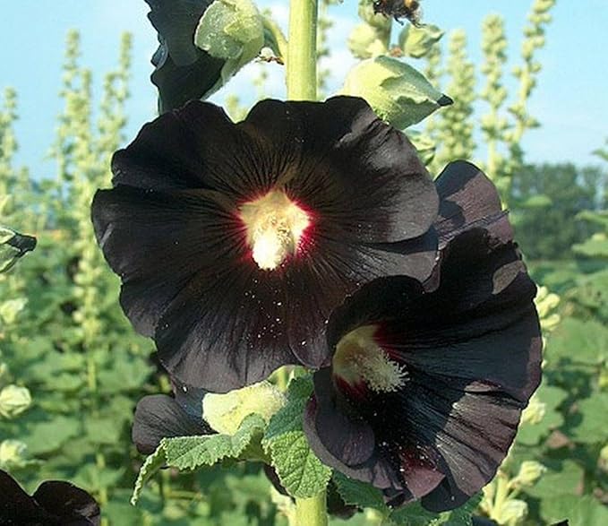 Seeds Hollyhock Nigra Giant Mallow Flower Perennial Outdoor Garden Cut Flowers for Planting