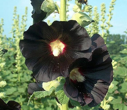Seeds Hollyhock Nigra Giant Mallow Flower Perennial Outdoor Garden Cut Flowers for Planting