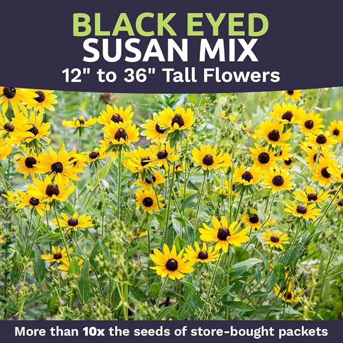 Black Eyed Susan Seeds – Extra Large Packet – Over 100,000 Open Pollinated Non-GMO Wildflower Seeds – Rudbeckia hirta