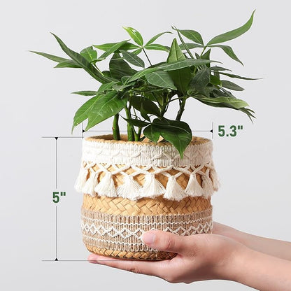 Concrete Rattan-Style Plant Basket Planter, 5" Boho Plant Pots Indoor Outdoor with Drainage Hole, Flower Pot for Succulents, Herbs, Modern Farmhouse Decor, Ideal Gift for Plant Lovers