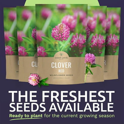 Red Clover - Bulk 5 Pounds - 1,200,000 Flower Seeds for Planting - Trifolium pratense