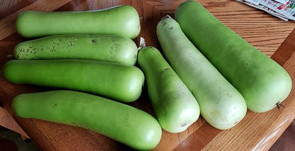 Heirloom Bottle Gourd New Lauki Cucuzzi Seeds Opo Asian Calabash Melon Chinese Squash Non-GMO Heirloom 20pcs