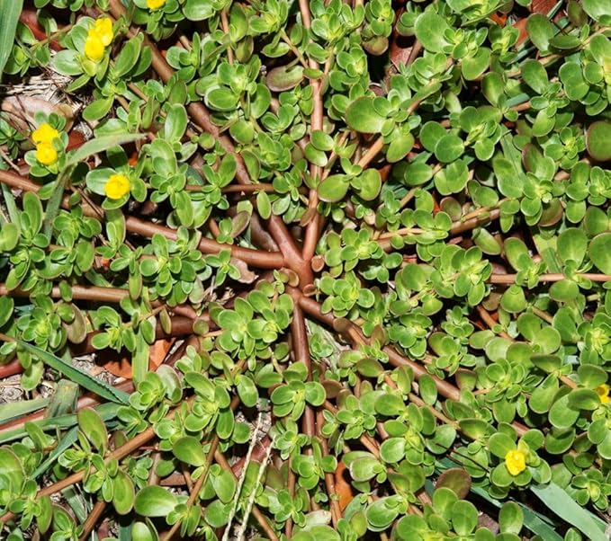 Golden Purslane Seeds Edible Portulaca Oleracea Sativa Non GMO Heirloom 600pcs