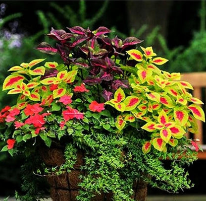 100 pcs Coleus Rainbow Mix Seeds for Planting - Beautiful Flowers - Indoors or Outdoors - Non-GMO Heirloom Seeds
