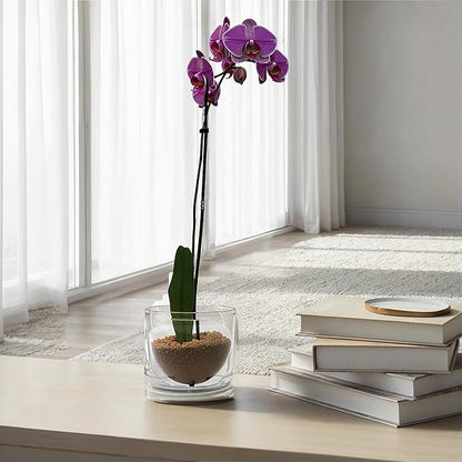 Creative Co-Op Round Hand-Blown Glass Planter with Drainage Hole and Saucer, Clear