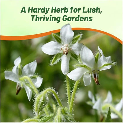Outsidepride White Borage Seeds for Planting – 1000 Pcs. Annual, Drought-Tolerant Herb Seeds with Star-Shaped Blooms, Attracts Bees for Pollinator Gardens, Summer Teas, Decoration & Culinary Use