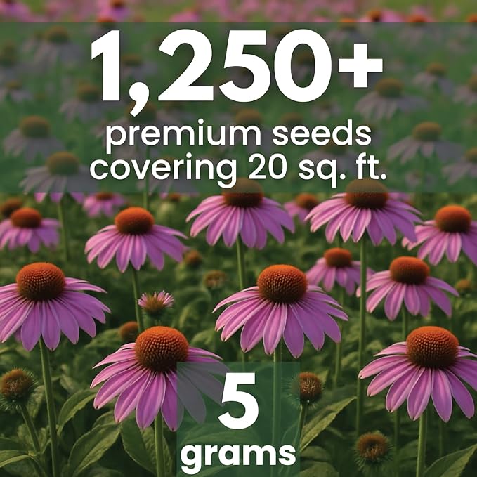 Purple Coneflower – 1,250 Seeds for Planting – 2026 Season – 5 Gram Pouch