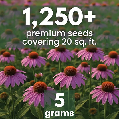 Purple Coneflower – 1,250 Seeds for Planting – 2026 Season – 5 Gram Pouch