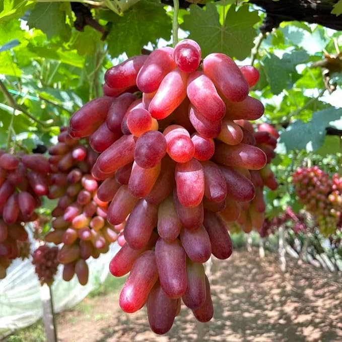 Dwarf Finger Grapes Seeds for Planting Outdoor, 200pcs Sweet Orangic Grape Tree Fruit Seeds Non-GMO Heirloom Plants, Delicious Juicy Plants in Your Home Garden