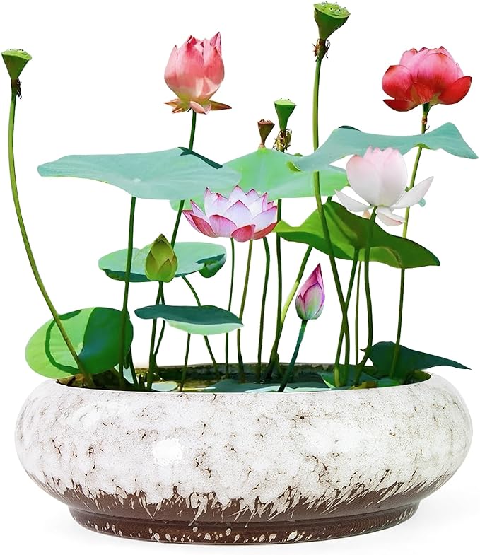 Lotus Bowl Planter - 7.3 Inch Large Lotus Flower Bowl for Water Plants, Ceramic Hydroponic Planter Water Lily Bowl for Planting Aquatic and Indoor Succulent Plants and Bonsai